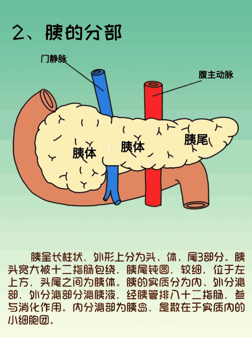 器官解剖之胰腺  简介:胰是人体内仅次于肝的大腺体,在胃的后方,相当