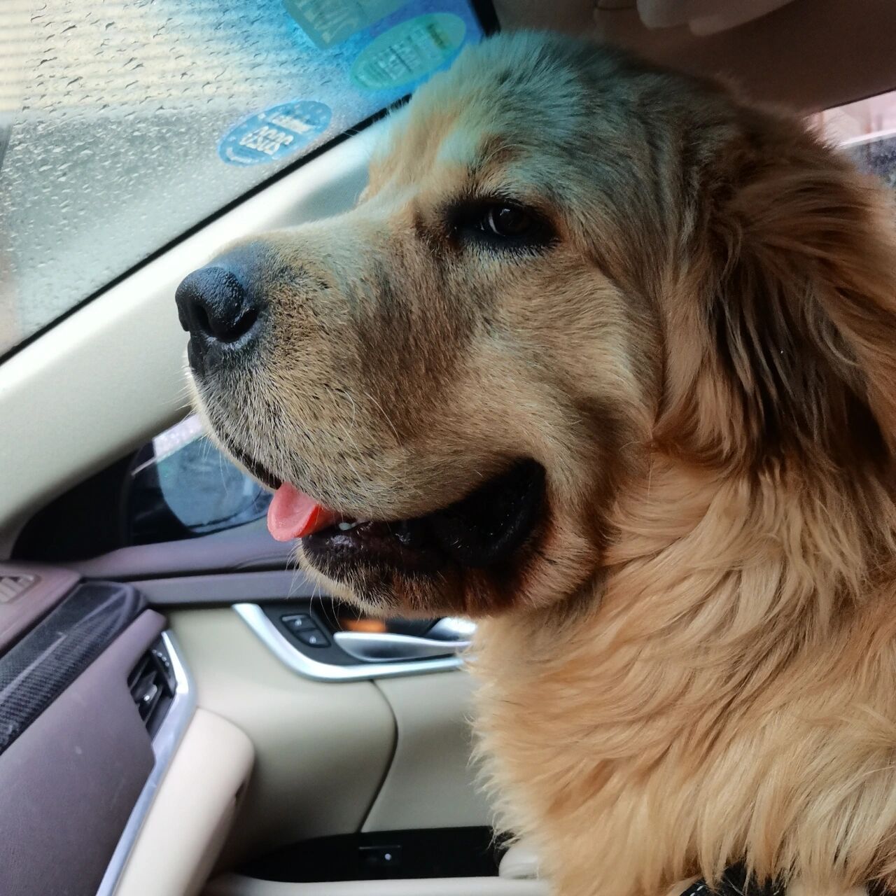 这是金毛和拉布拉多的串串嘛  无奖竞猜