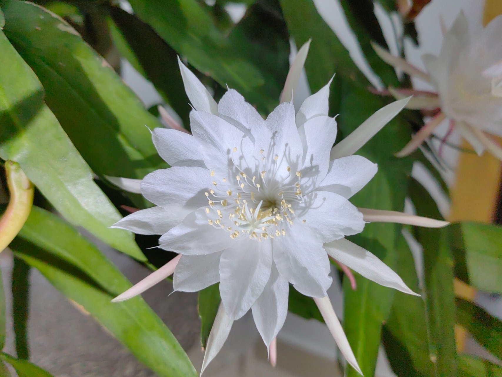 记录一下小叶昙花苞 去年入的小苗 今年就发现有花苞了 大半个月过去