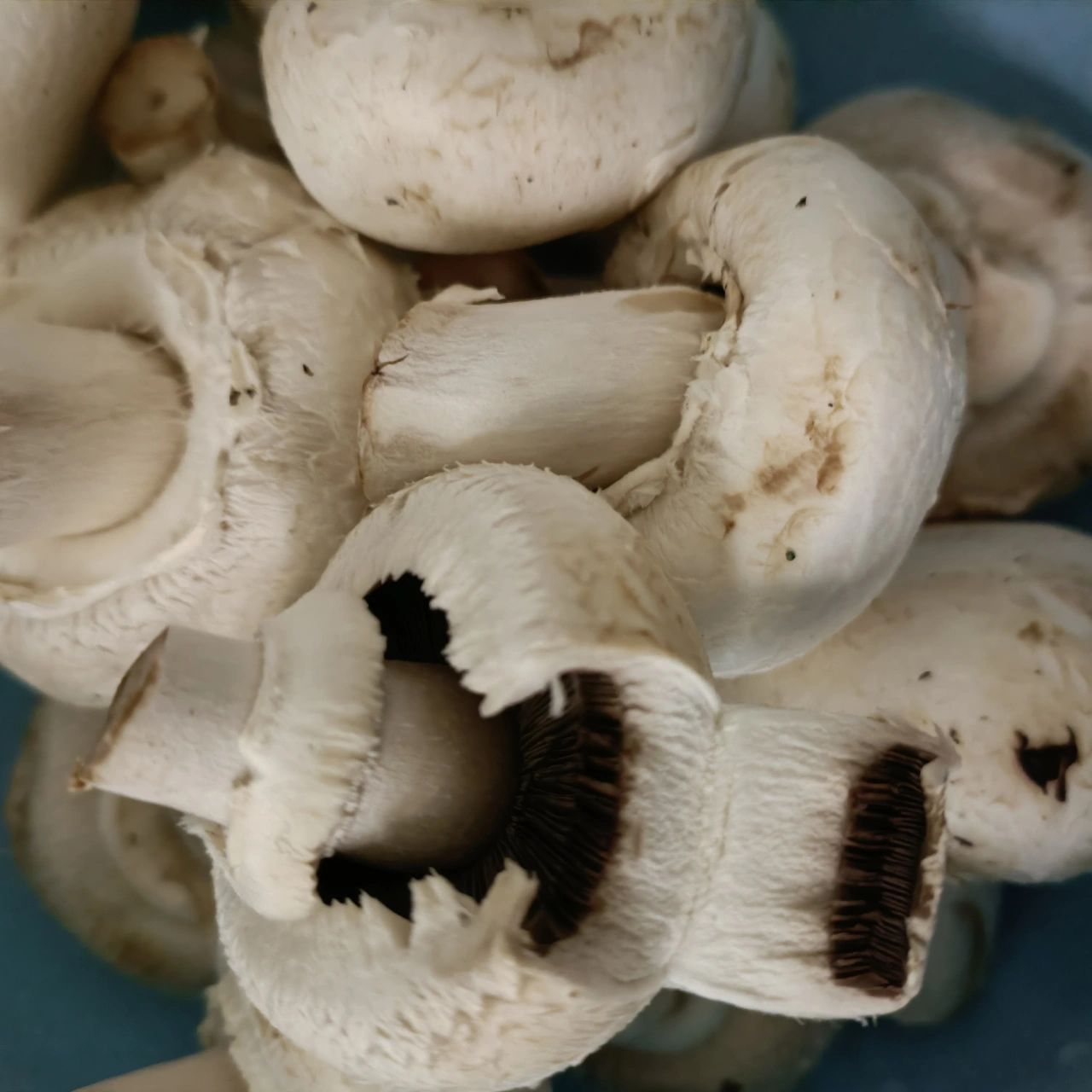 白蘑菇内圈都是黑的,可以吃吧 才买的 买两次都这样为啥呀