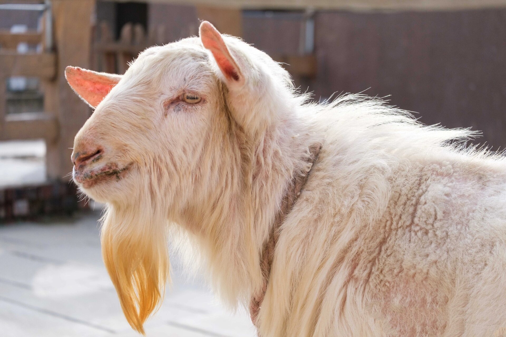 连云港新浦动物园 羊驼的发型真的很像达康书记的老婆欧阳菁
