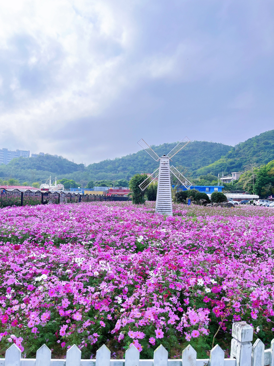 深圳玫瑰园玫瑰花基地图片