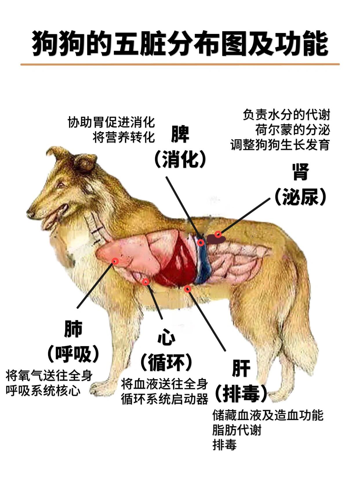 狗狗的五脏: 心,肝,脾,肺,肾 每一个脏器的健康都对狗狗的寿命相当