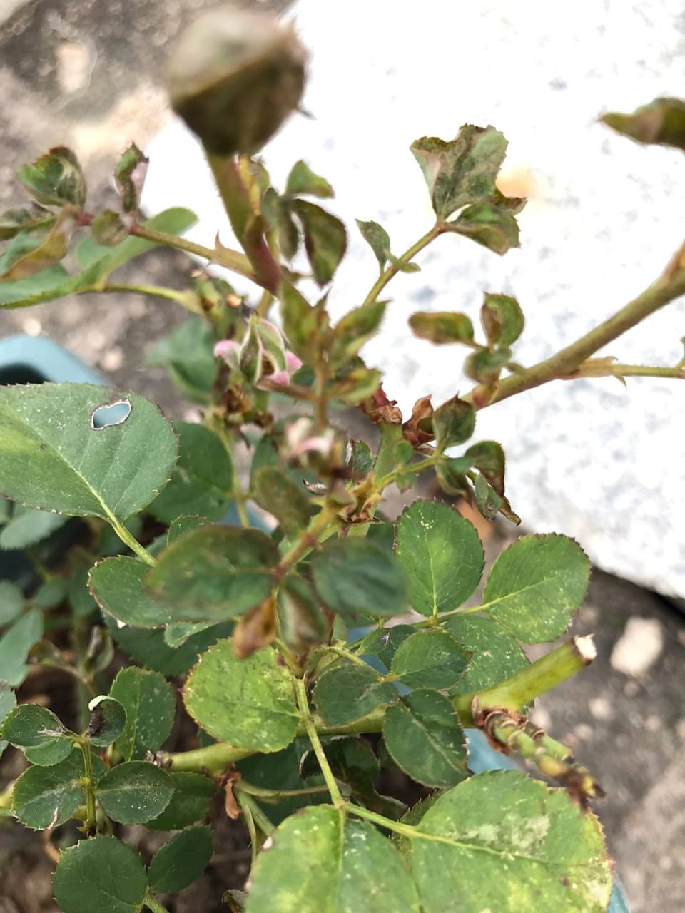 月季为什么新芽是枯萎的 怎么每次发芽都枯萎了 . 这是怎么回事?