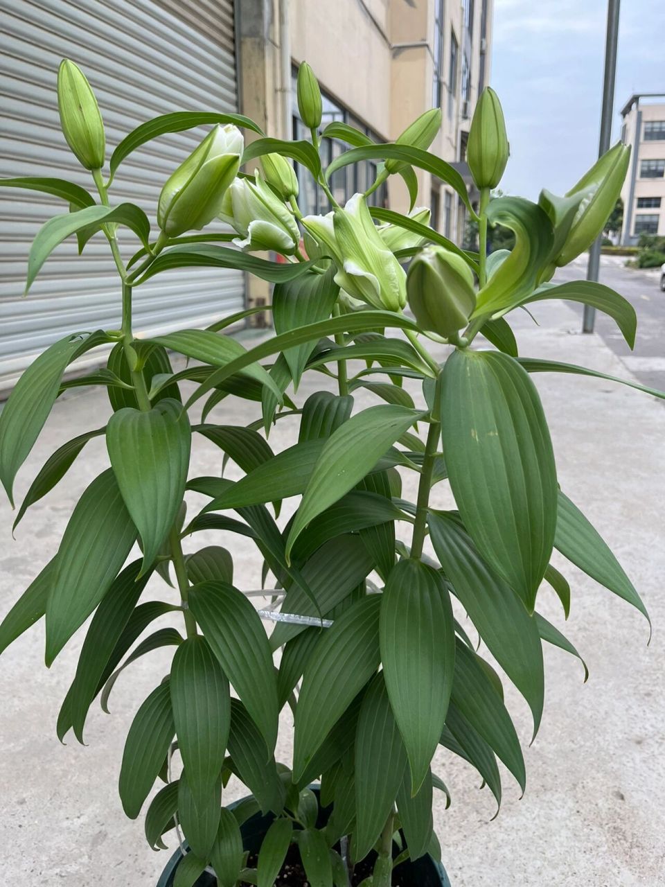 重瓣香水百合种植攻略,新手不踩雷 今年3月3号受不了抖音大数据不停地