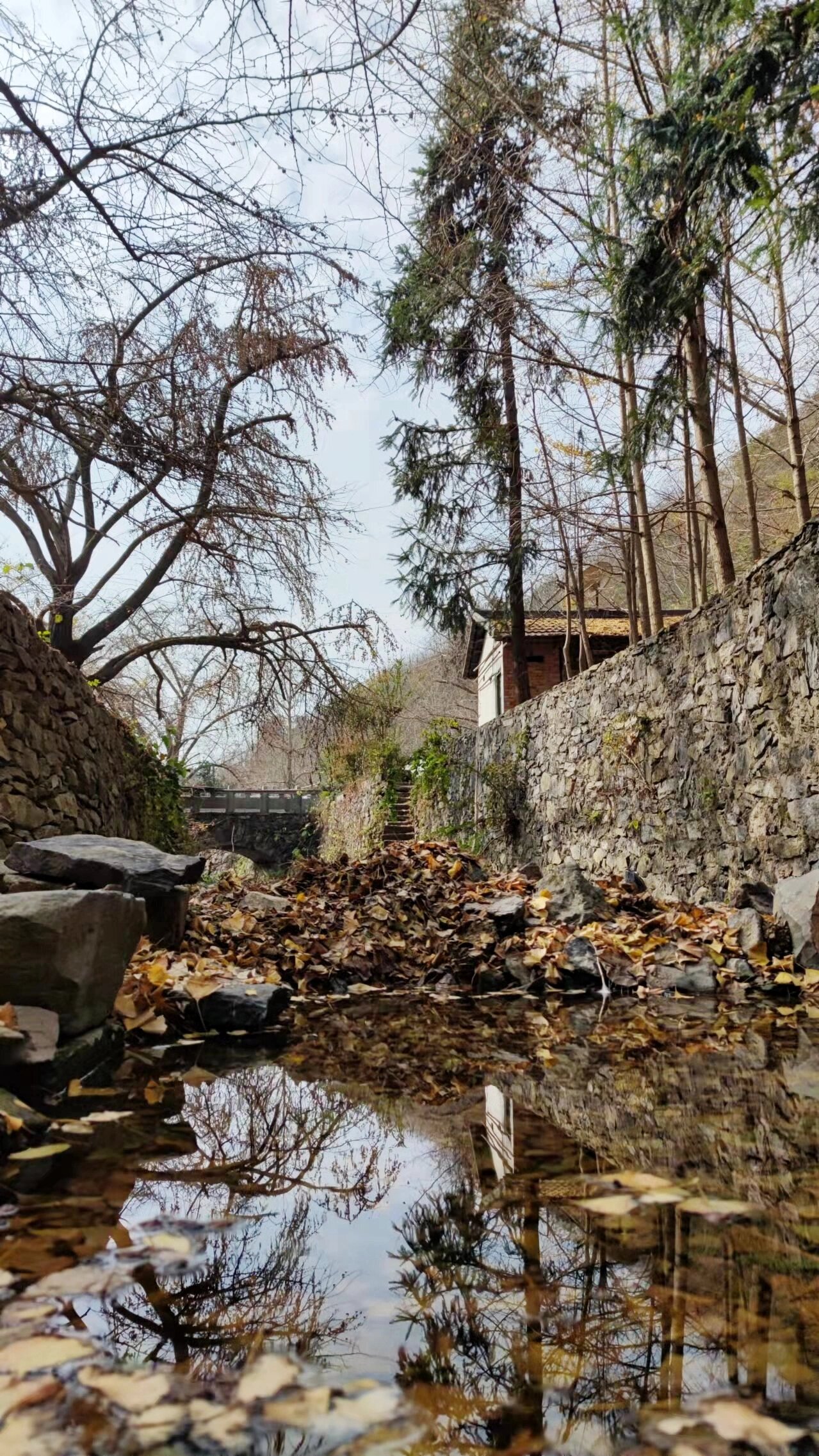 安陆古银杏国家森林公园