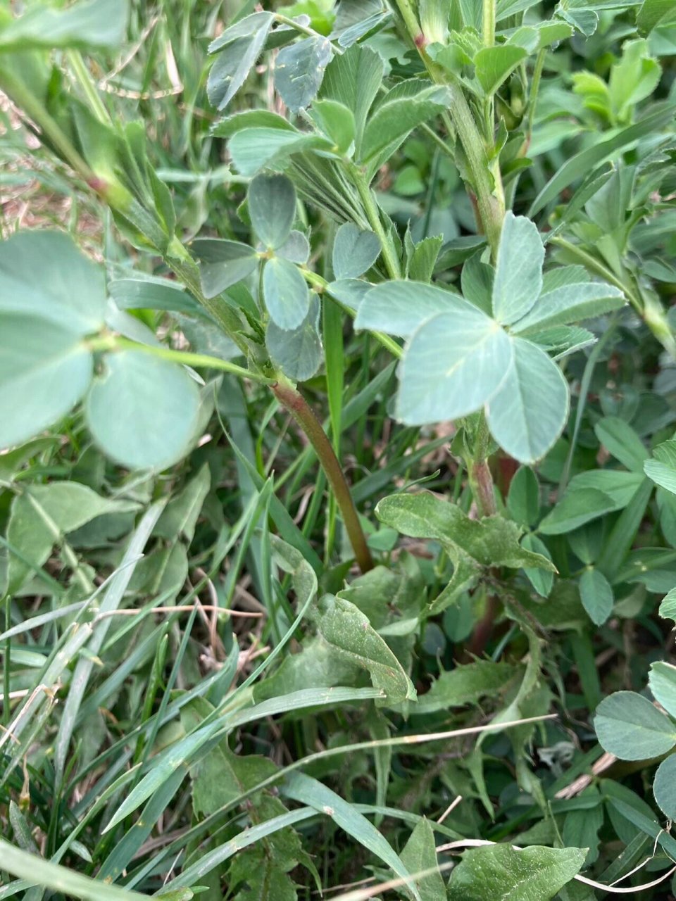 苜蓿,俗称金花菜,是一种野生草本植物.