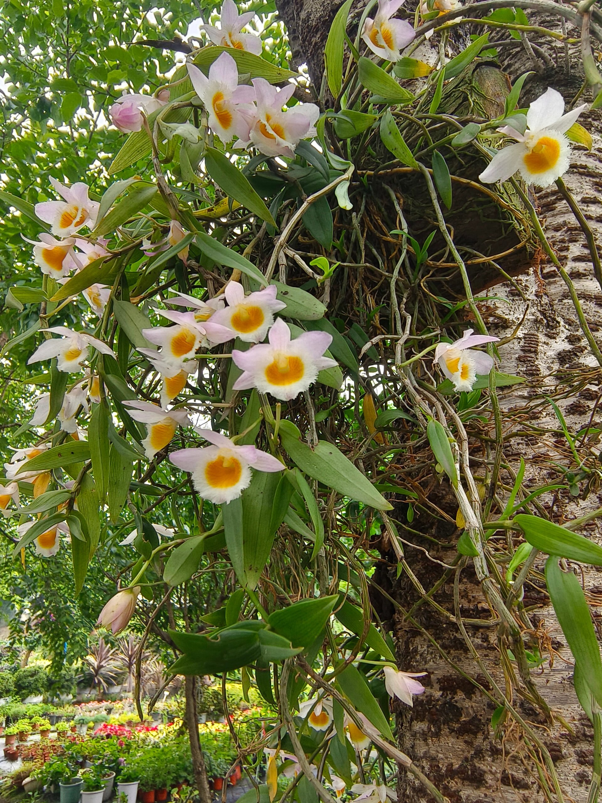 美花石斛