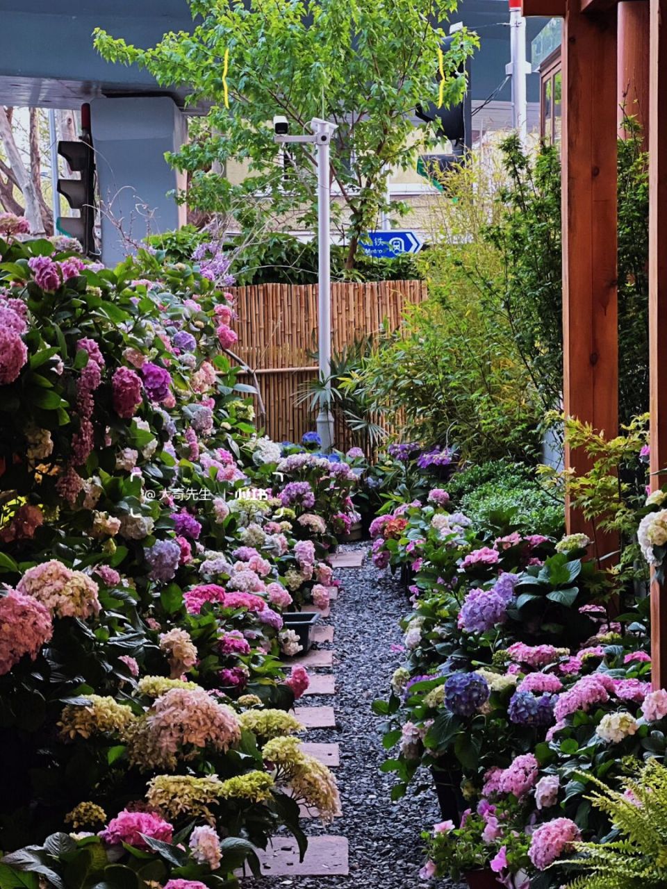 大连浪漫|我把莫奈花园搬到了高尔基路上!