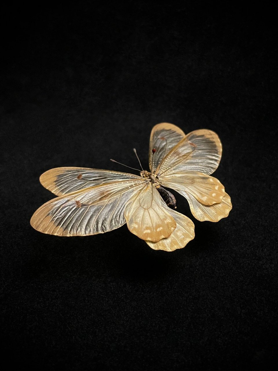 透翅凤蝶 cressida cressida