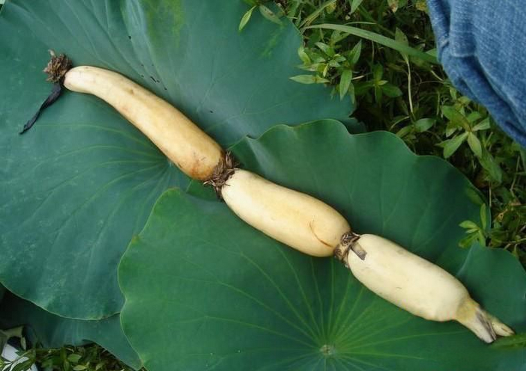 虎年春节一起过年# 磁州白莲藕,河北省邯郸市磁县特产,全国农产品