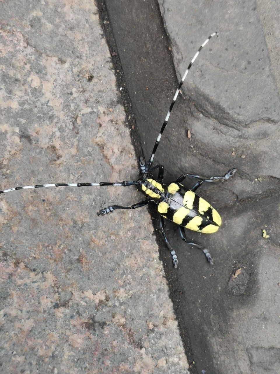 小时候抓过很多黑白相间的天牛, 第一次看见这种颜色的!好安逸呀!