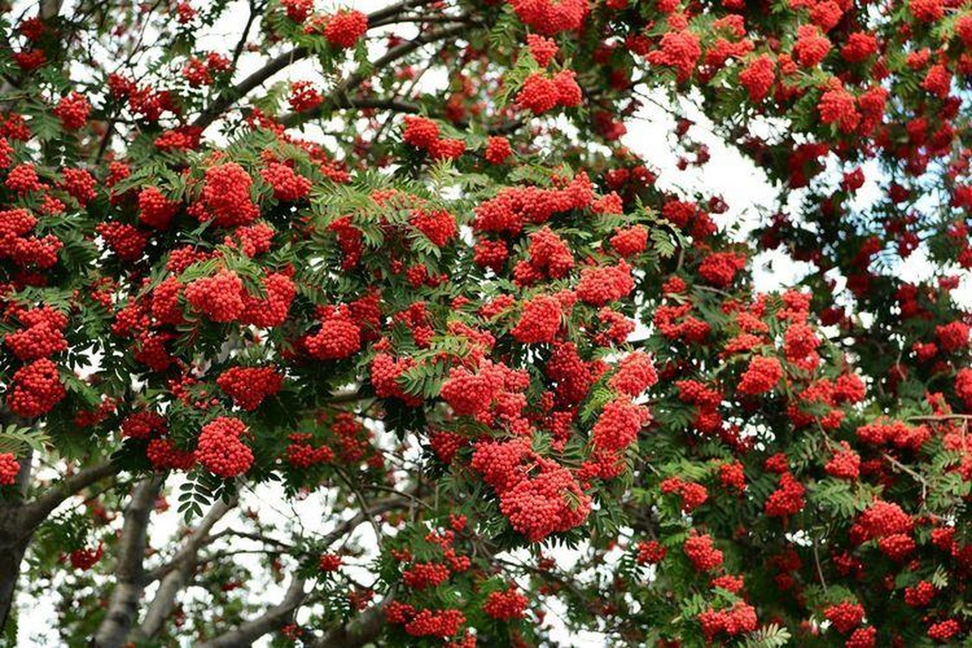 水榆花楸:具有三重观赏价值,是优秀的观赏树种,但国内却很少有人种植.
