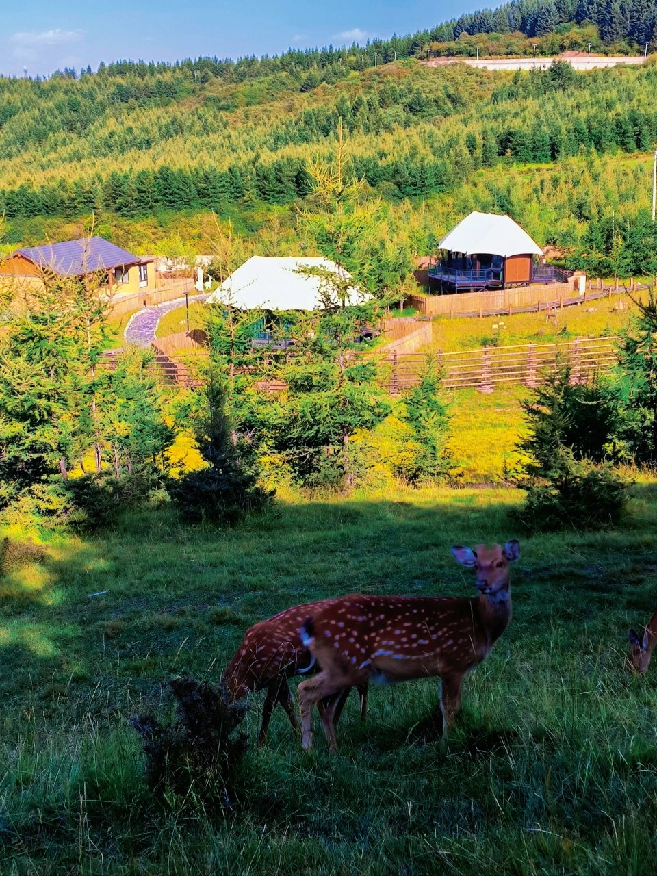 元古堆鹿场 周末休息圣地 元古堆村 梅花鹿 真的很适合周末来放松放松