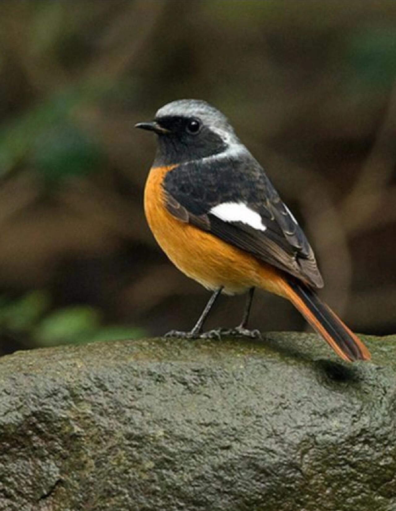 红尾鸲,又名火燕 今天阳光明媚,在小区里散步时,发现了这种漂亮的小鸟