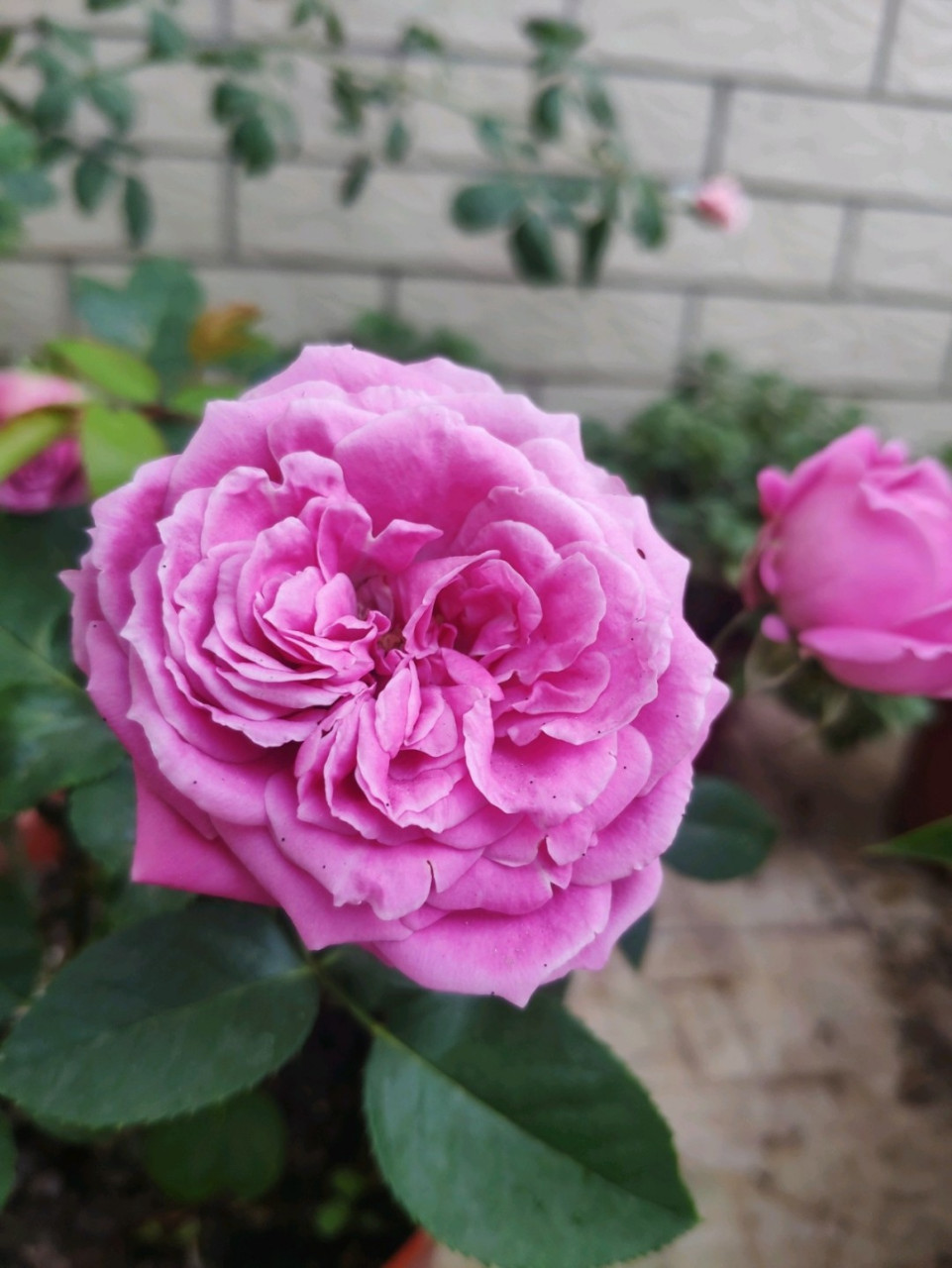 迷雾泡泡 迷雾泡泡属于红紫色切花月季,直立性强,花期超长,我觉得是无