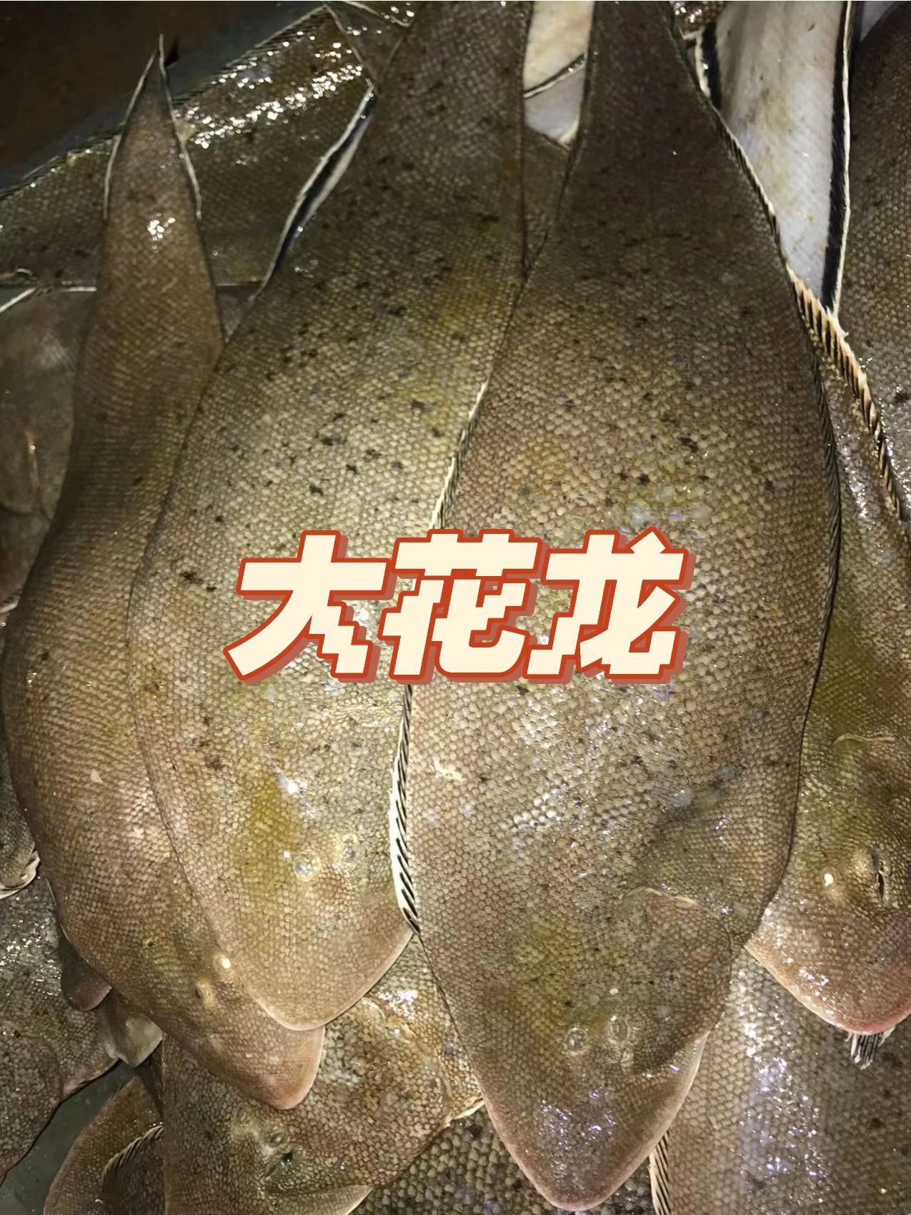 今日潮汕海鲜:乖鱼带着它的dudu来了!