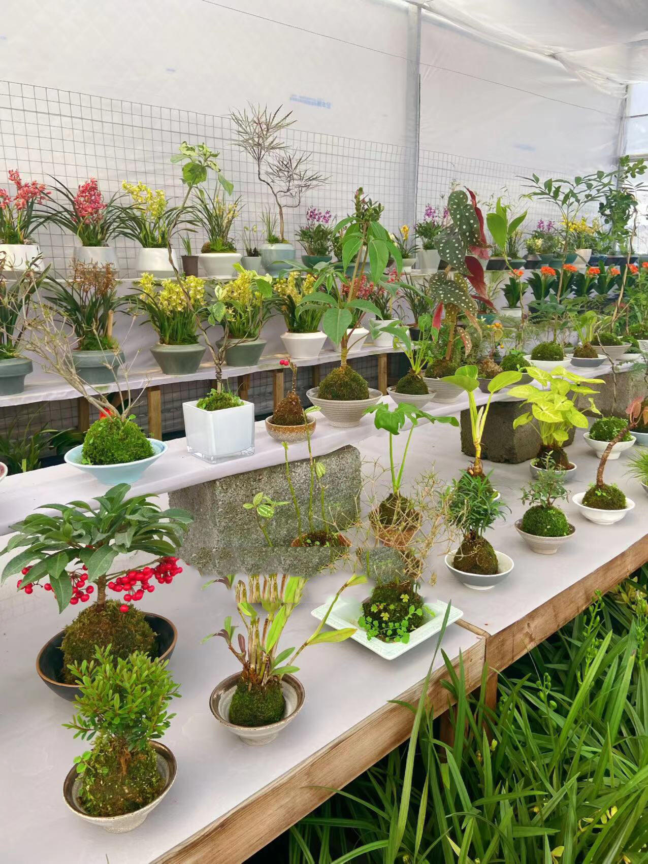 办公室董事长总经理桌面用什么绿植好