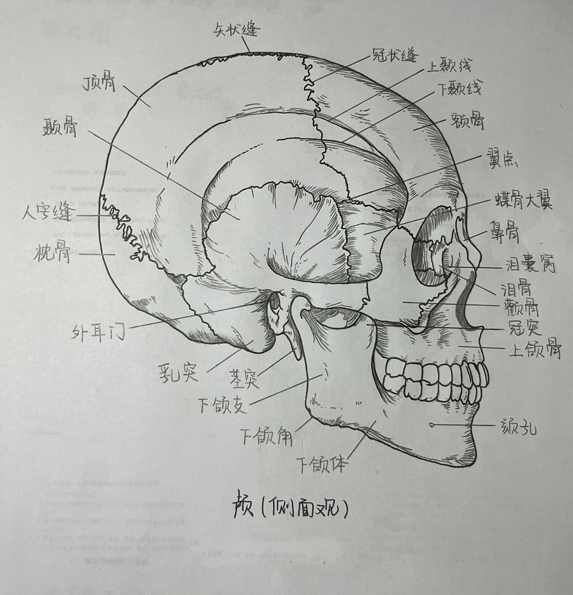 大脑半球外侧面素描图片