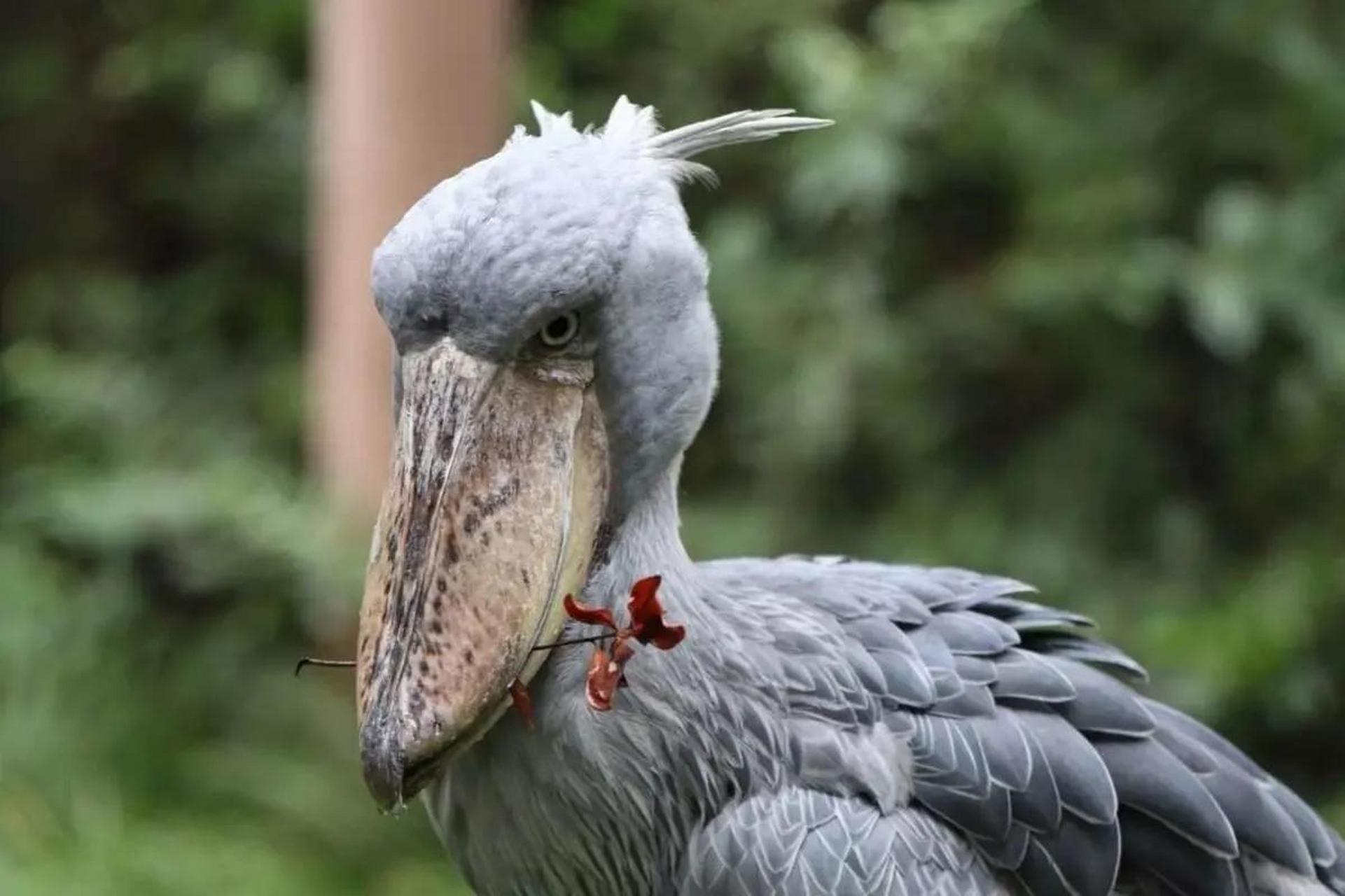 鲸头鹳样子很傻,确实也是彻头彻尾的沙雕鸟,活脱脱就是披着鸟皮的