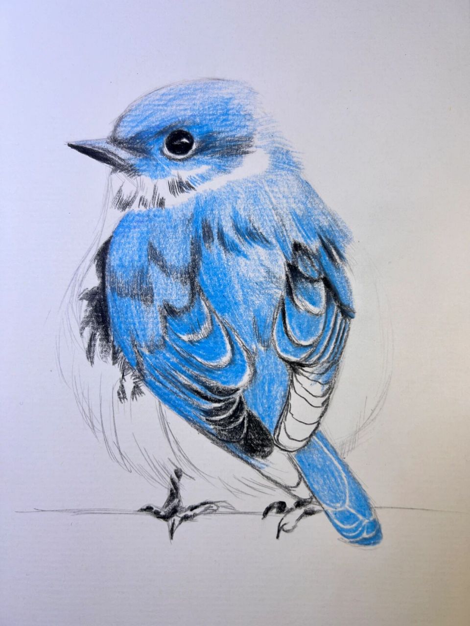 鸟类彩铅画法(附步骤图) 小鸟彩铅手绘插画 欢迎铁子们交流探讨交作业