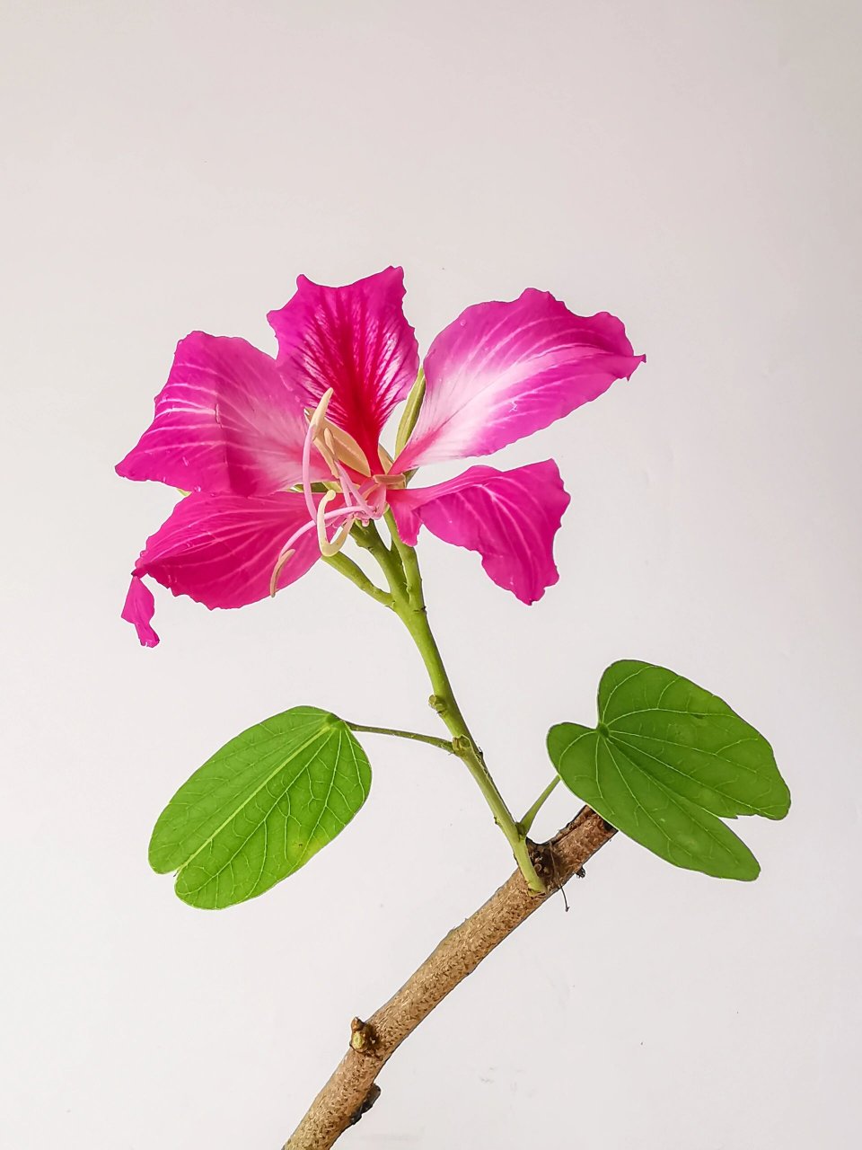 绘画素材:红花羊蹄甲(洋紫荆花)