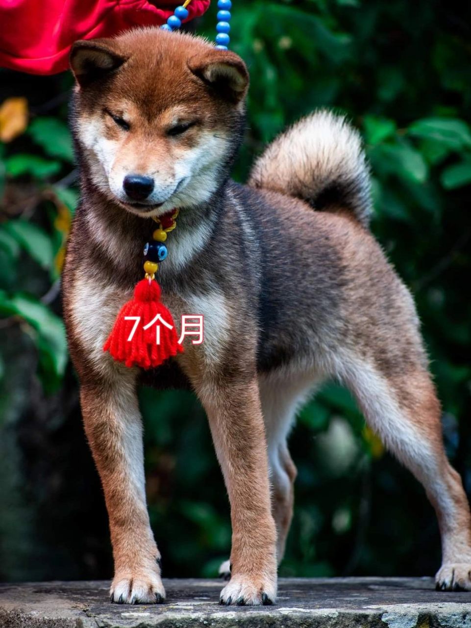 胡麻柴犬1-9个月的变化 图1-5是一个偏红的胡麻柴犬也就是ayaw的胡麻