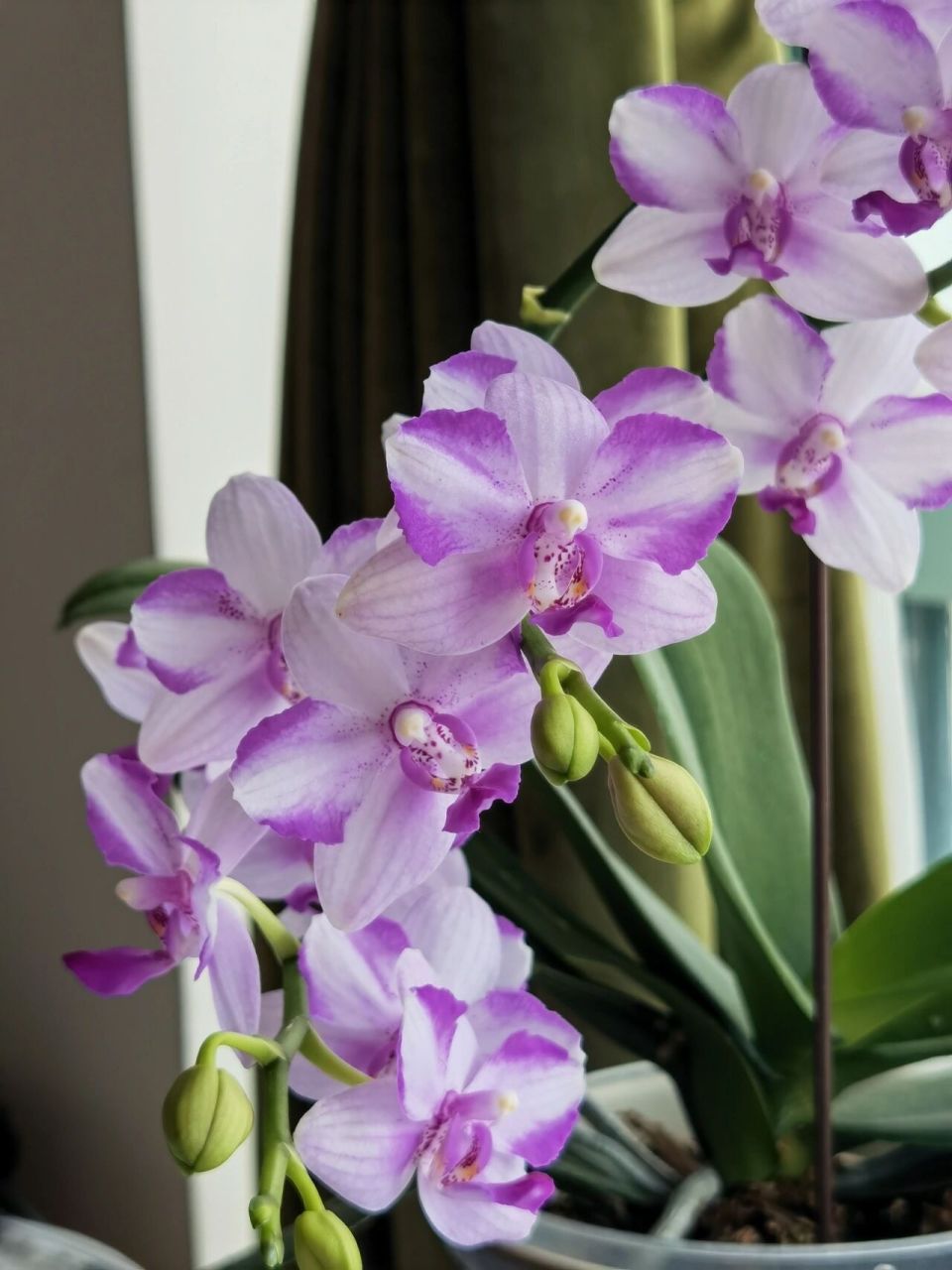 蝴蝶兰品种简介: 紫水晶 蝴蝶兰紫水晶属于夏花型蝴蝶兰,喜在夏季盛开