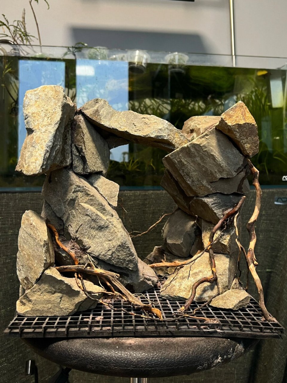 水陆缸造景# #沉木造景# #原生缸# #水草缸# #大自然