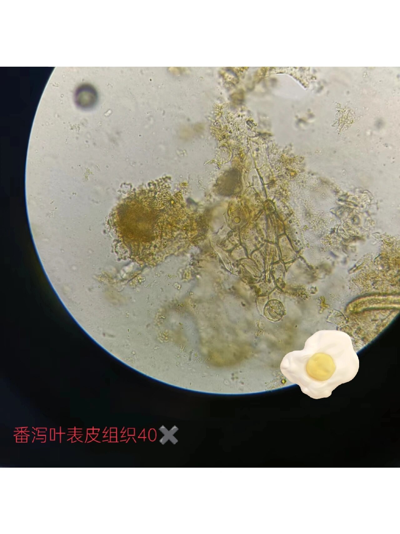 中药粉末特征 番泻叶(晶鞘纤维,平轴式气孔,表皮组织) 红花(分泌细胞