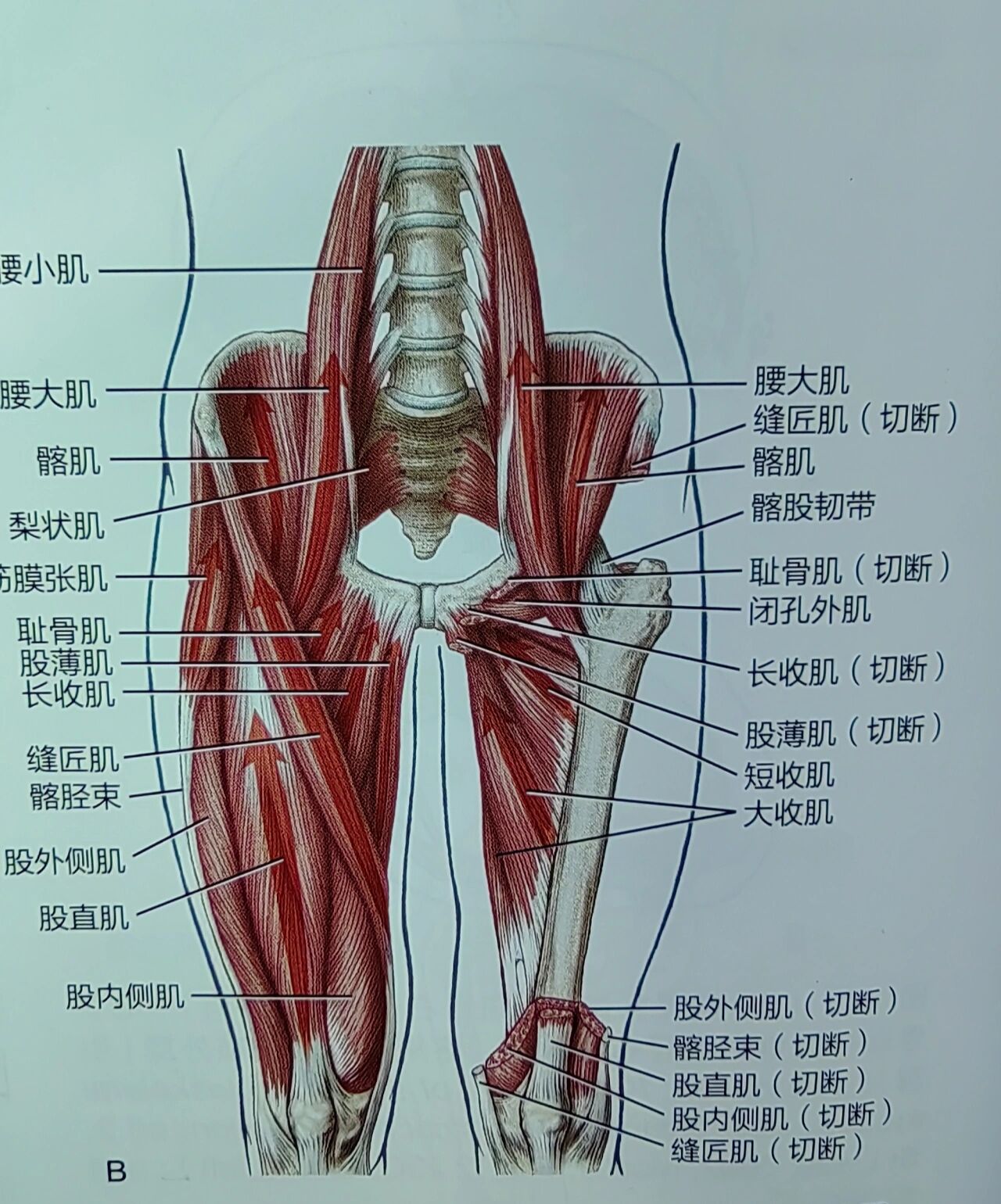 髋关节肌肉神经肌肉支配总结 股神经:支配的肌肉            支配区