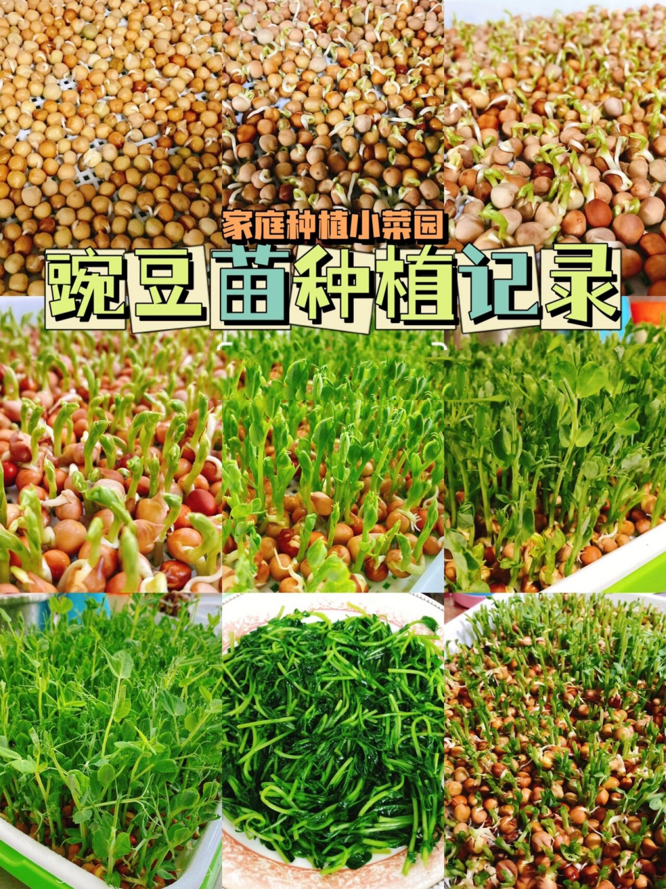 家庭小菜园|豌豆苗种植生长记录 关键词:麻豌豆,水养,收割后二次生长