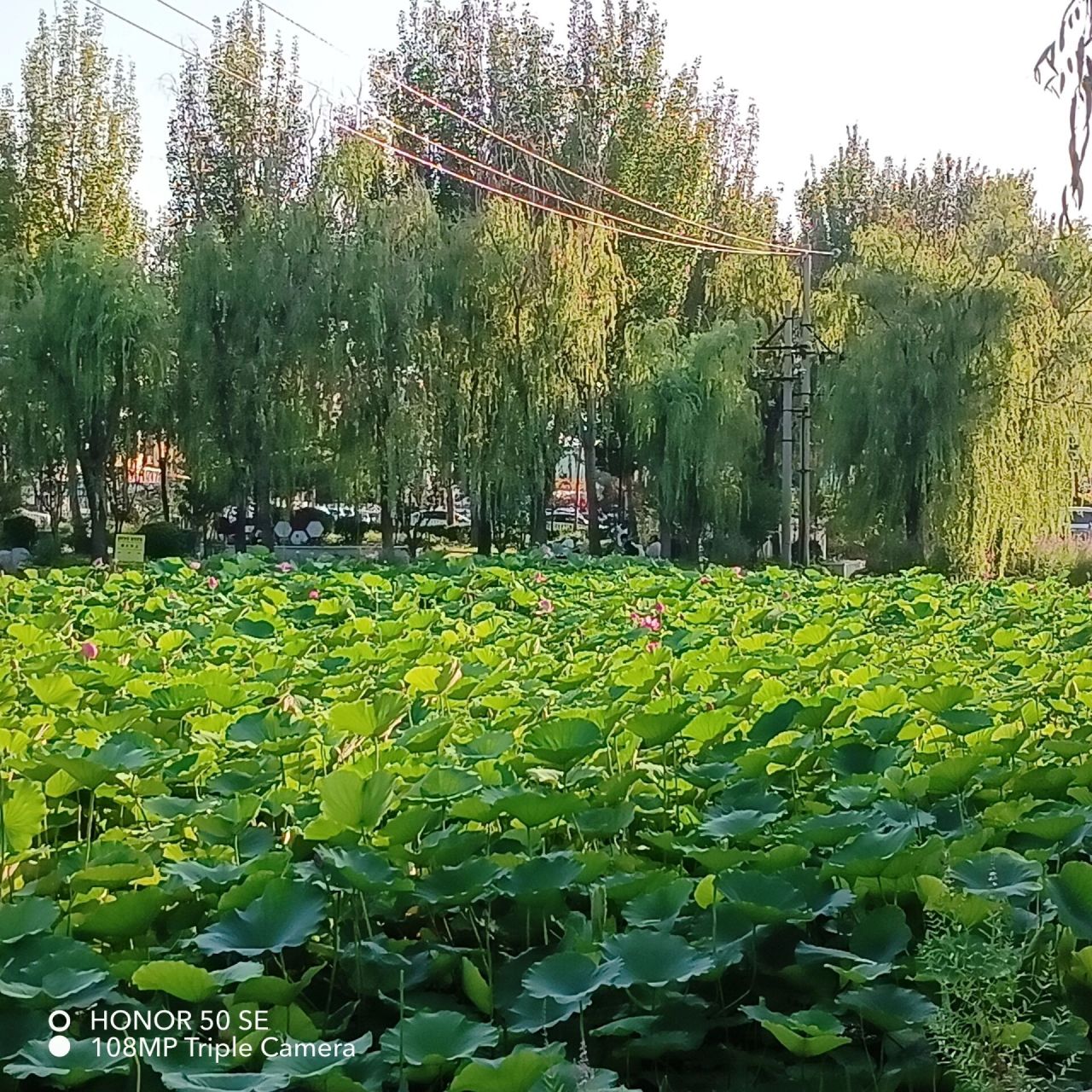山海关脚下的莲花湖公园 它是一处集自然美景和人文景观于一体的旅游
