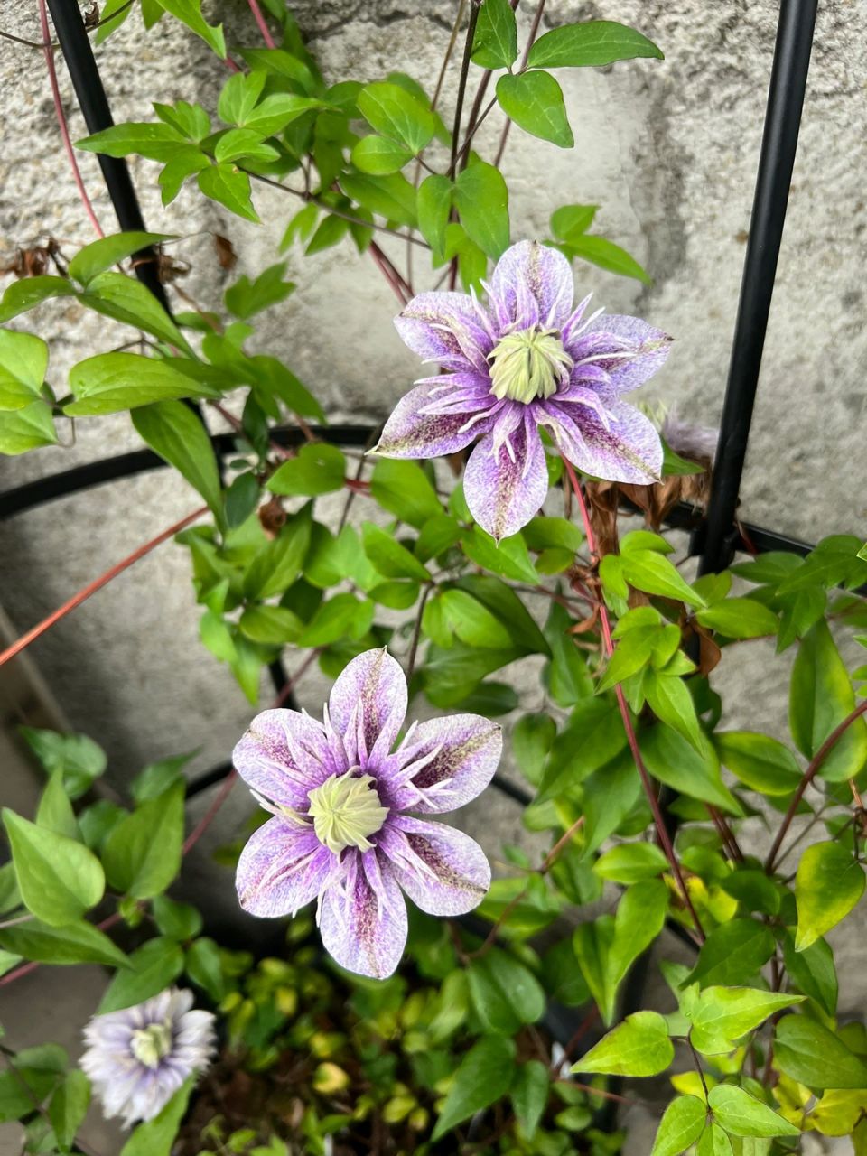 它属于f系铁线莲