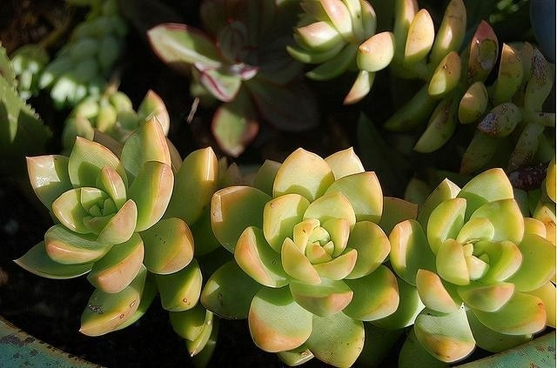 多肉黄丽种植注意事项 春秋季是黄丽生长旺盛期,喜欢温暖,干燥环境,最