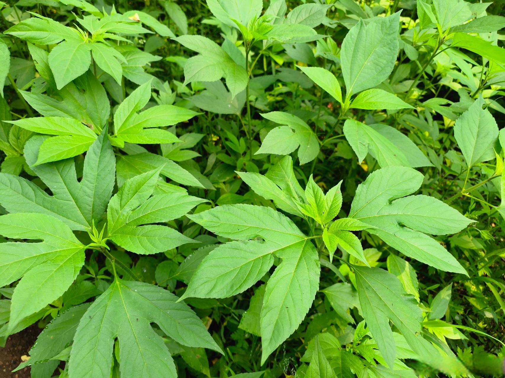 上网查了一下,不是屯草,是豚草,是不是日本人撒的也不得而知.