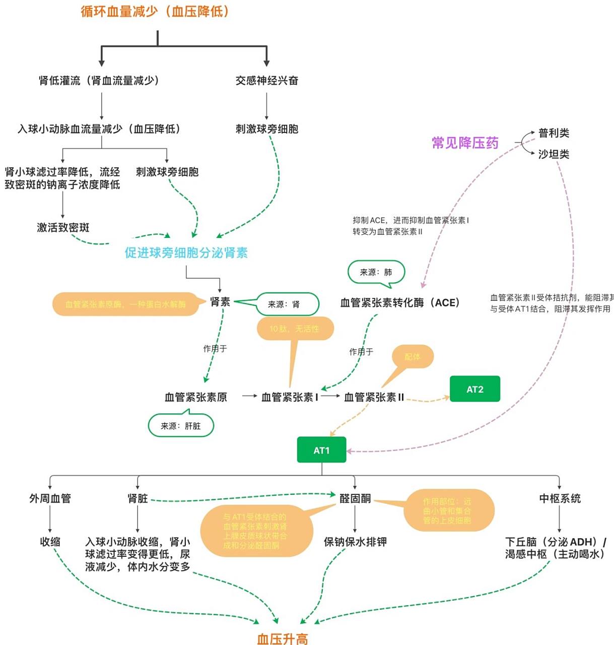 医学生笔记|肾素-血管紧张素-醛固酮系统 刚刚开始学着整理笔记,一个