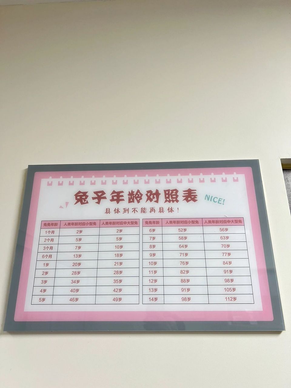 兔兔年龄对照表