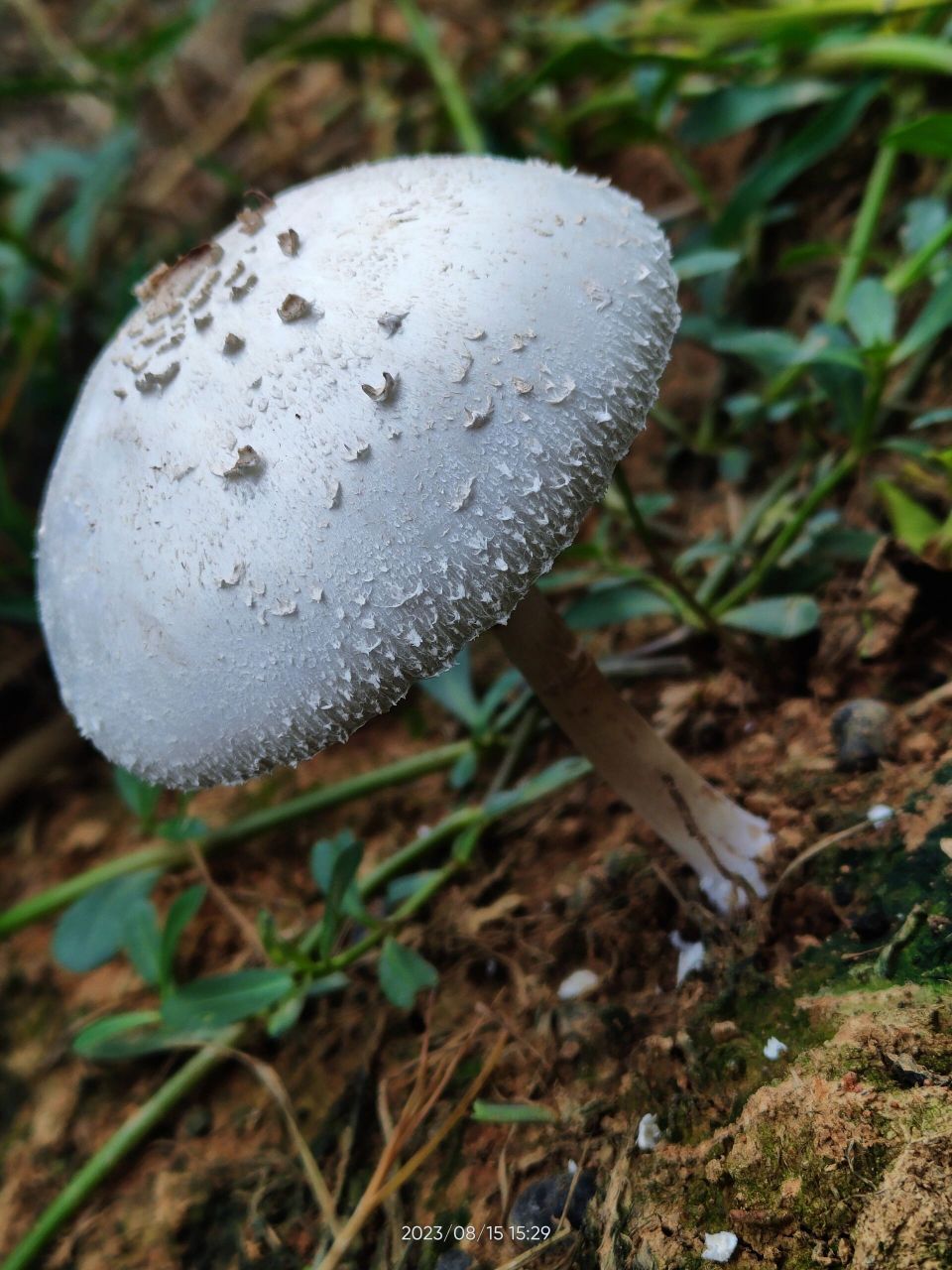 大青褶伞蘑菇图片