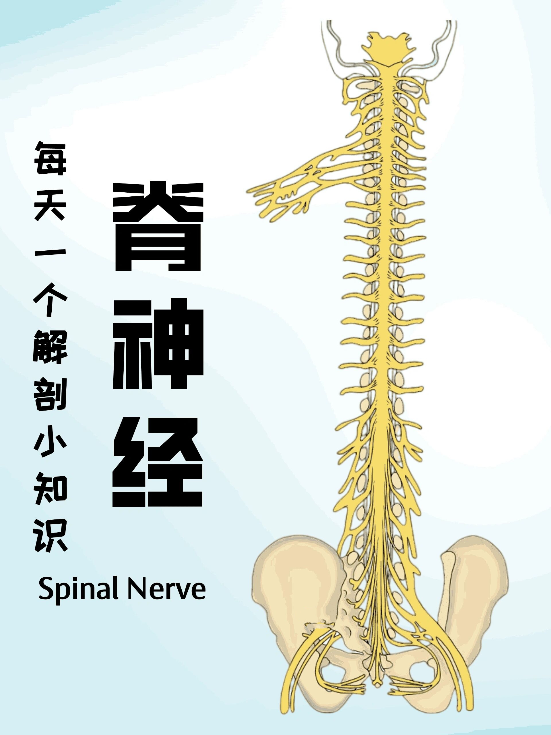 脊神经字母图片