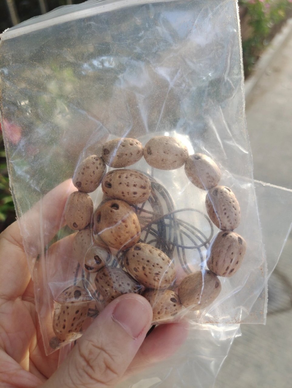 抢十八籽,不如自己串个五眼果 自己吃出来五眼六通菩提 衢州旅游的