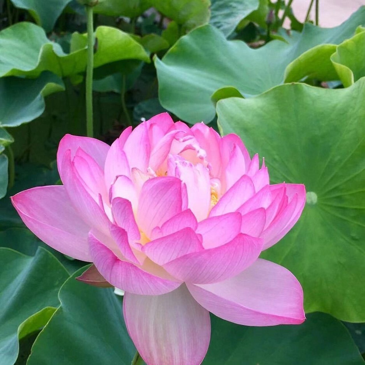 就想知道有多少小伙伴妈妈的微信头像是粉色荷花 看到好多人发跟侣梃