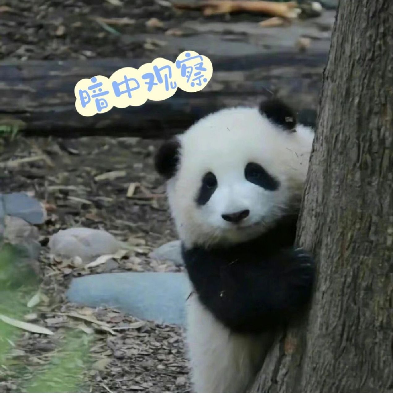 一入花生深似海~ 花花的表情包,关我果赖什么事