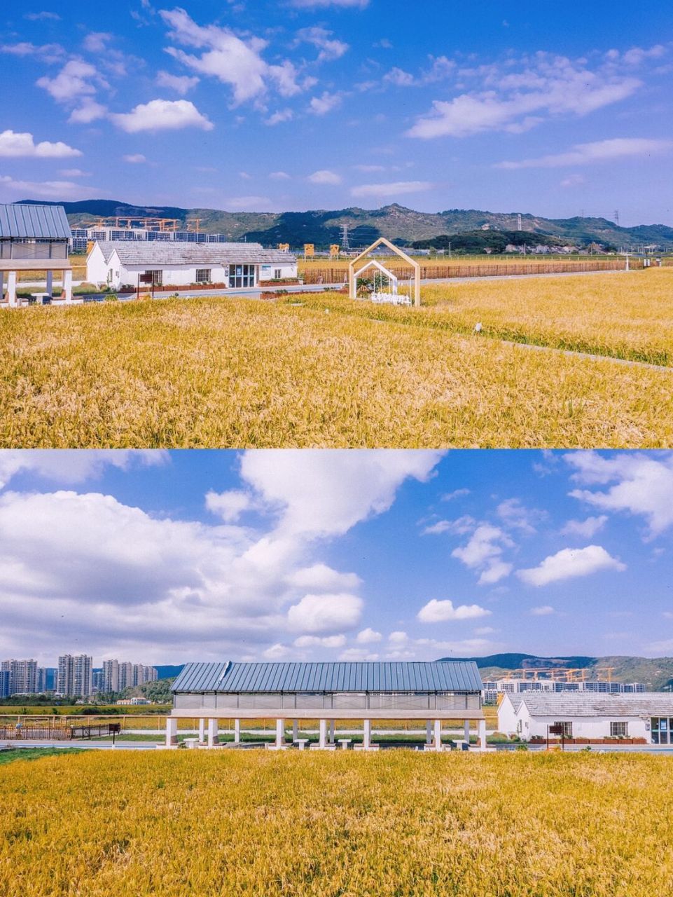 宁波周边|九龙湖"稻海粮仓"90畅游金色海洋 四季更替,风景变换,上次