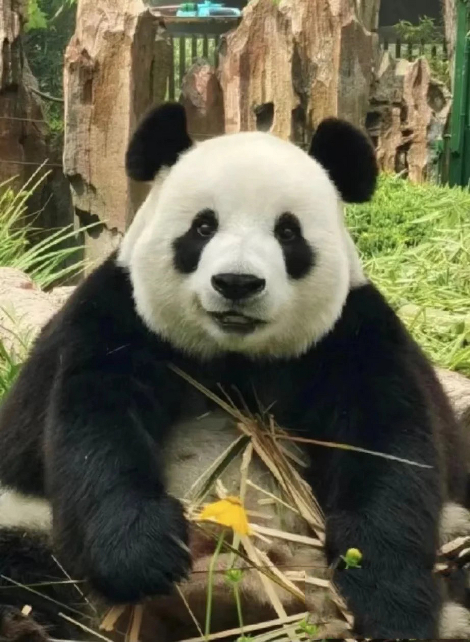 我现在知道的三首熊猫专属主题曲 圆润:小狗～乖乖～小狗乖乖～～ 和