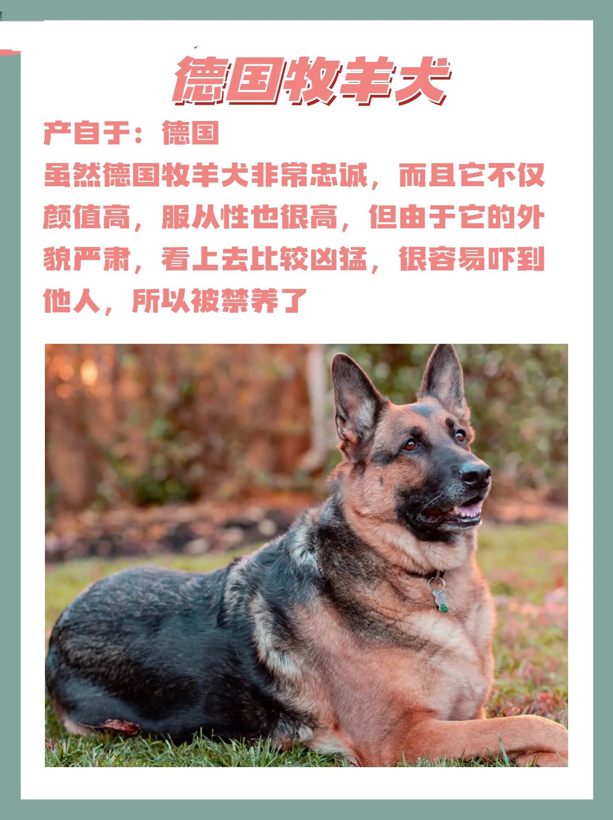 重庆禁养犬2022图片