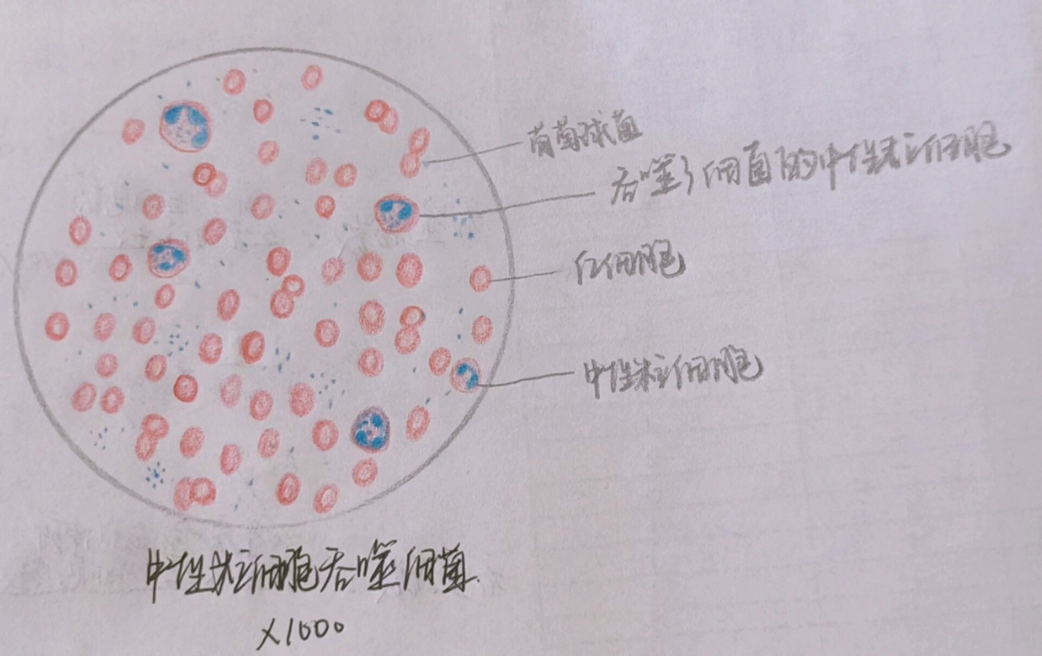 免疫学实验报告手绘图 p1吞噬细胞吞噬鸡红细胞 p2小吞噬细胞(中性粒