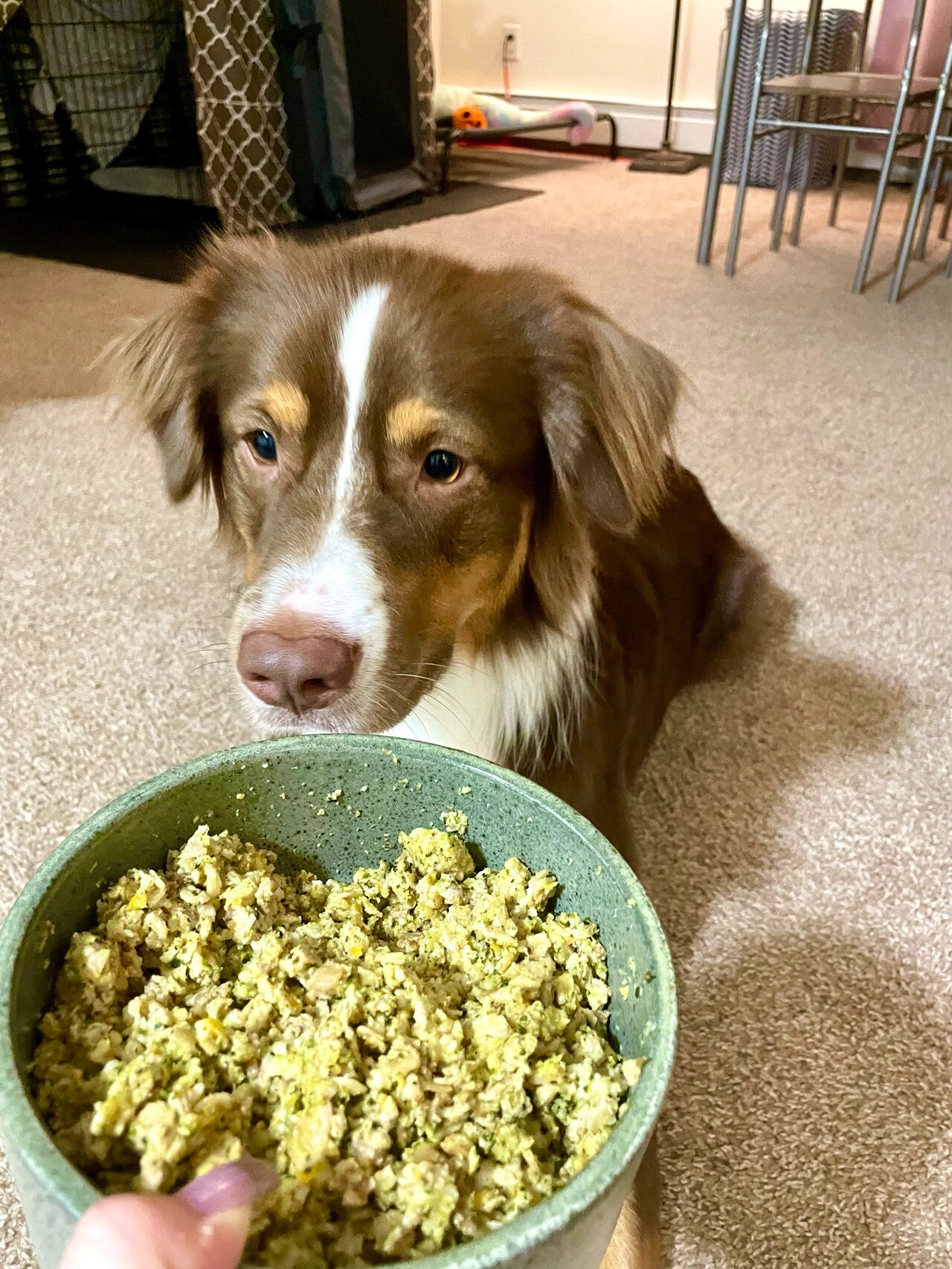 兽医营养师推荐:超简单新手狗饭