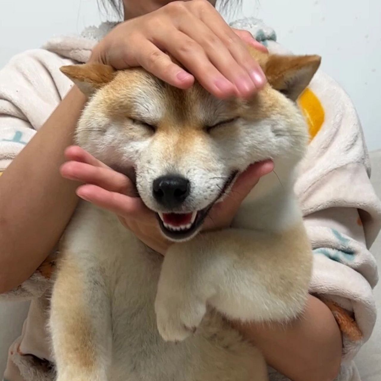 今日份傻狗表情包