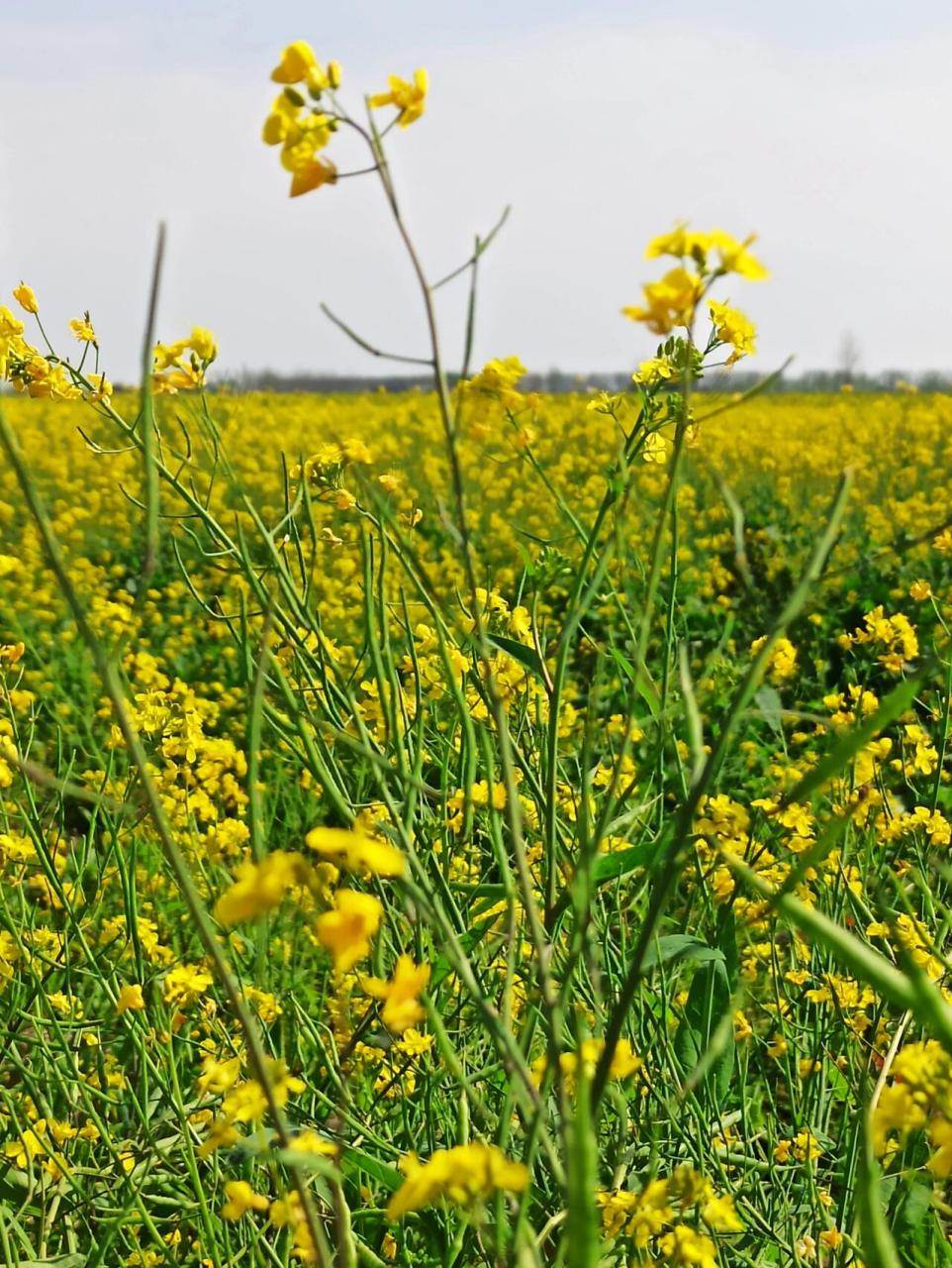 蔡甸消泗油菜花图片